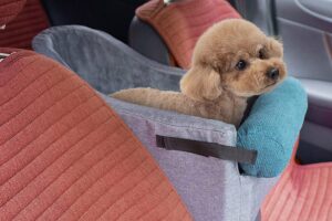 The 5 Best Console Dog Car Seats for Small and Medium Sized Dogs